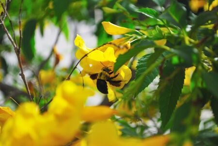 Carpenter bees is flying to find nectar from the yellow flower called Yellow trumpet-flower.の写真素材