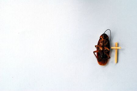 dead brown cockroach isolate on white background