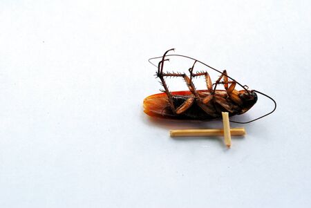 dead brown cockroach isolate on white background