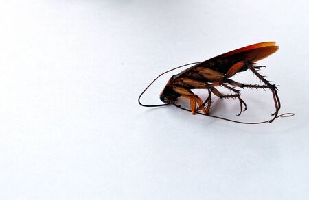 dead brown cockroach isolate on white background