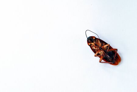 dead brown cockroach isolate on white backgroundの写真素材