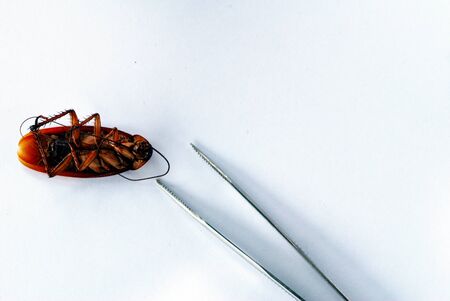 dead brown cockroach isolate on white backgroundの写真素材