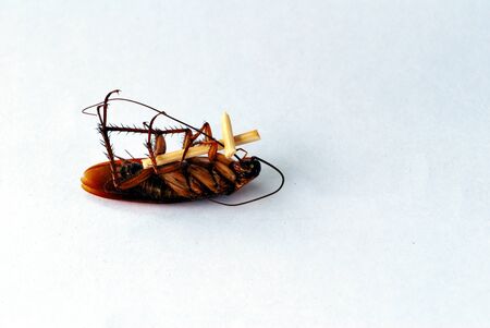 dead brown cockroach isolate on white backgroundの写真素材