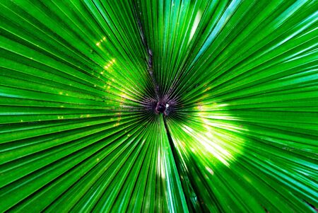 The surface and stripes of the leaves are beautiful.の写真素材