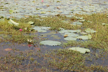 lotus pondの写真素材