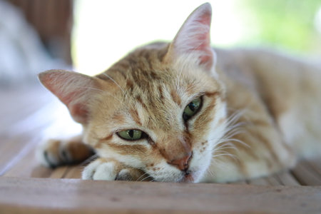 Cute little ginger kitten is sleeping in wood bedの写真素材