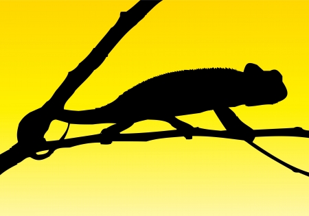Chameleonのイラスト素材
