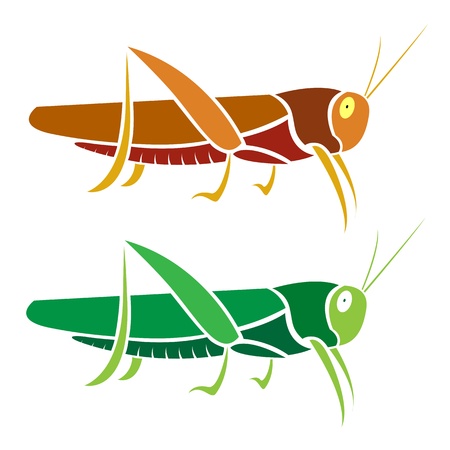 grasshopper on white backgroundのイラスト素材