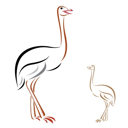 Vector image of an ostrich on white backgroundのイラスト素材