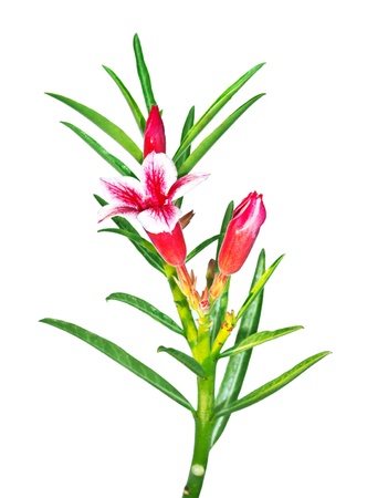 isolated adenium flower on white backgroundの写真素材