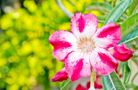 Tropical flower Pink Adenium. Desert rose.の写真素材