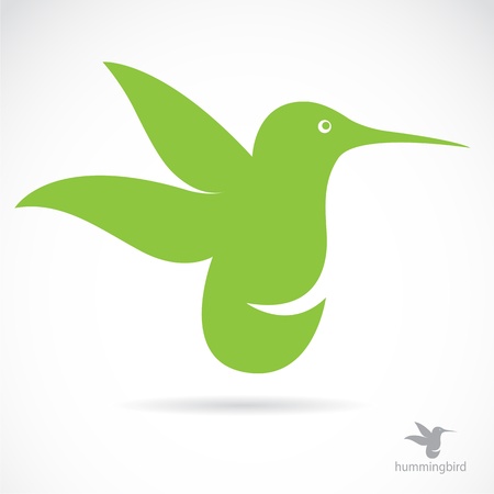 Vector image of an hummingbird on white backgroundのイラスト素材