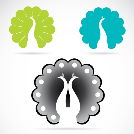 Vector image of peacock on a white background.のイラスト素材