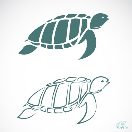 turtle on white background のイラスト素材