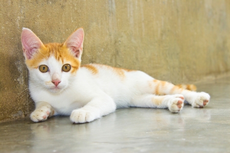 An image of a nice cat portraitの写真素材