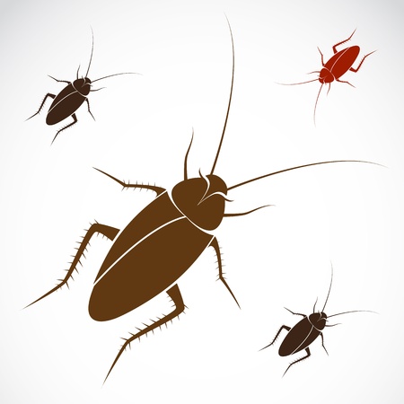 image of an cockroach on white backgroundのイラスト素材