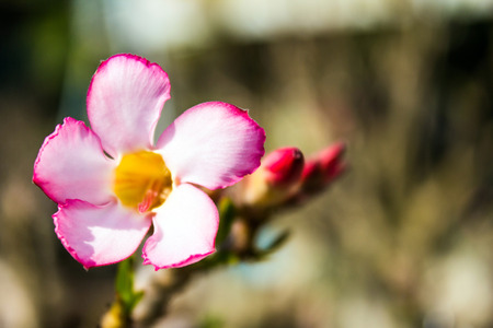 Pink azalea flowers to create a beautiful の写真素材