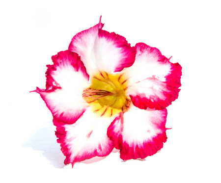 Single azalea flowers isolated on white backgroundの写真素材
