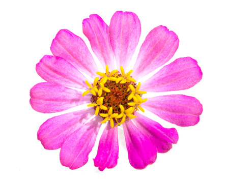 Single pink zinnia flowers isolated on white backgroundの写真素材
