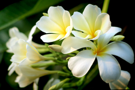 Branch of tropical flowers frangipani (plumeria) of thailandの写真素材