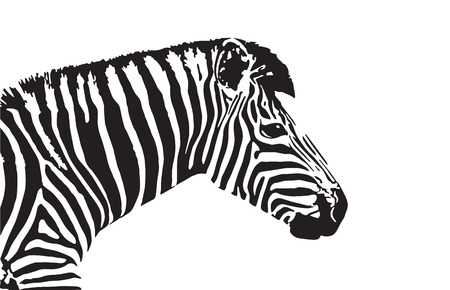 zebra head on white backgroundのイラスト素材