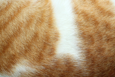 Close-up of cat fur brown fur and white for background or texture.の写真素材