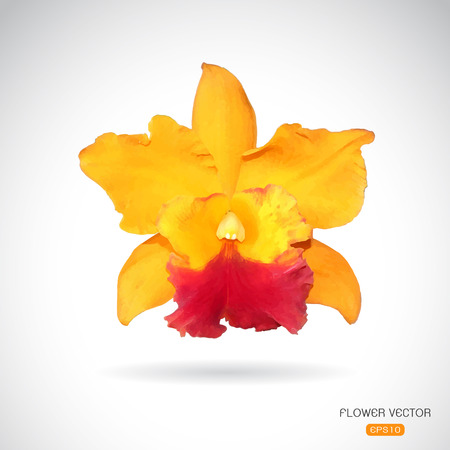 Vector image of orchid flower on white backgroundのイラスト素材