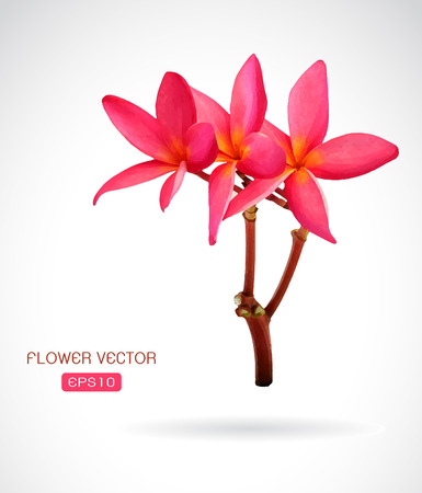 Vector image of frangipani flower on white backgroundのイラスト素材