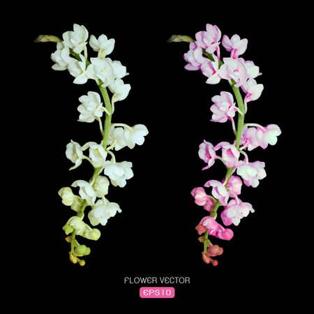 Vector image of orchid flower on black backgroundのイラスト素材