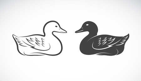 Vector image of an duck on white backgroundのイラスト素材