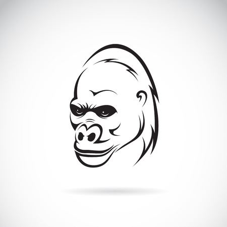 Vector image of an gorilla head on white backgroundのイラスト素材