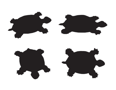 Vector group of turtle on white backgroundのイラスト素材