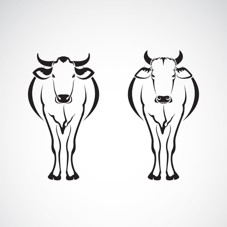 Image of an two cows on a white backgroundのイラスト素材