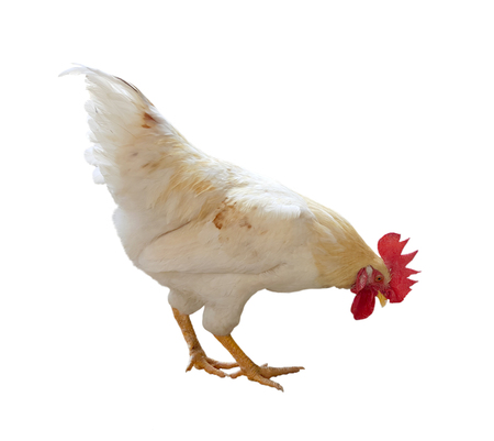 Image of chicken isolated on white background.の写真素材