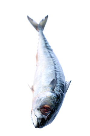 Image of fresh saba fish isolated on white background.の写真素材