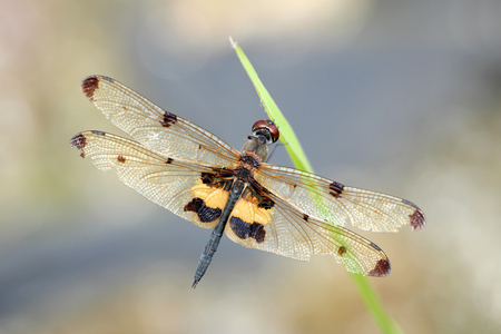 Image of dragonfly perched on grass greenの写真素材