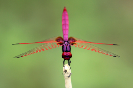 Image of dragonfly perched on a tree branchの写真素材