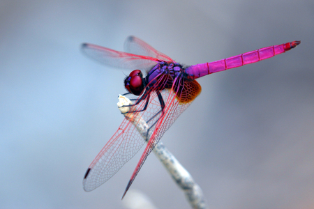 Image of dragonfly perched on a tree branchの写真素材
