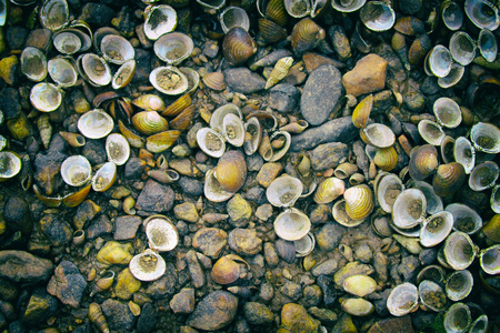 Image of shells and stones on the floor. - Vintage Filterの写真素材
