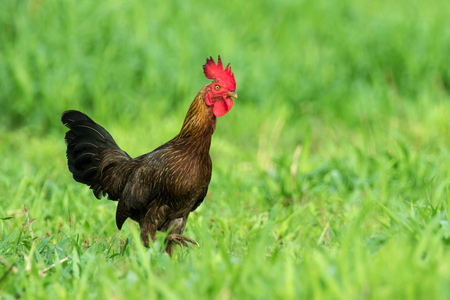 Image of a cock in green field.の写真素材