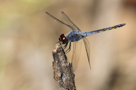 Image of dragonfly perched on a tree branchの写真素材
