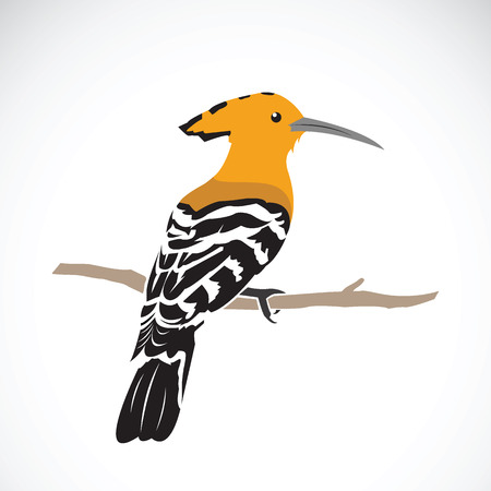 hoopoe on white backgroundのイラスト素材