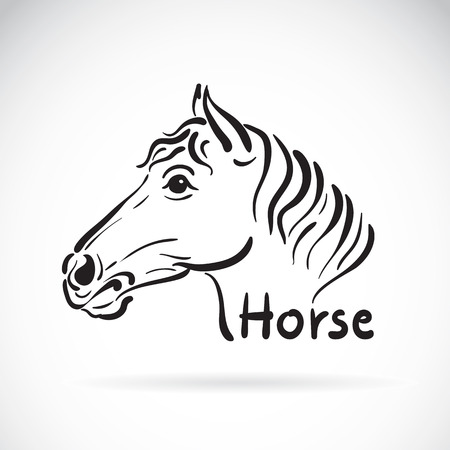 Hand sketch a horse head on a white background. Animal design.のイラスト素材