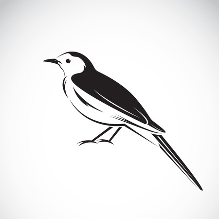 Magpie design on white background. Bird Icon.のイラスト素材