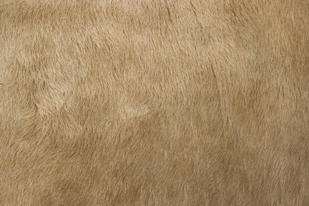 Detailed macro picture of cow skin. texture, background.