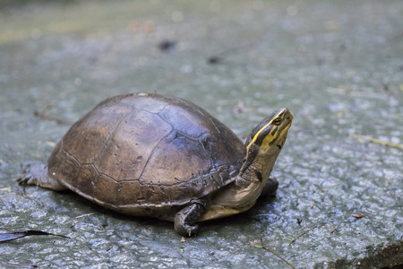 Image of an eastern chicken turtle in thailandの写真素材