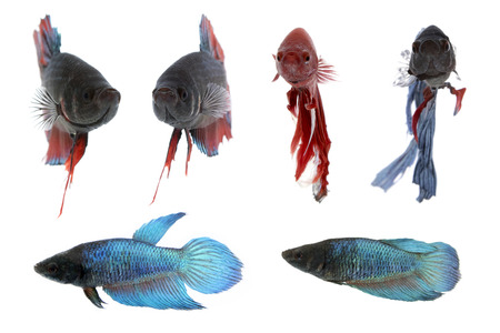 Image of a fighting fish on white background.  (Betta splendens)の写真素材