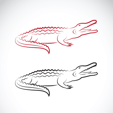 Vector of crocodile design on white background. Wild Animals.のイラスト素材