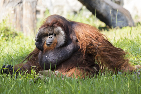 Image of a big male orangutan orange monkey on the grass. Wild Animals.