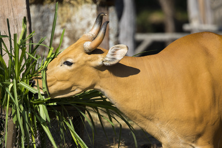 Image of a red bull female eating grass on nature background. Wild animals.の写真素材